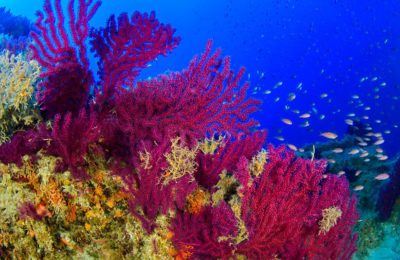 Un paradiso di coralli al largo di Monopoli