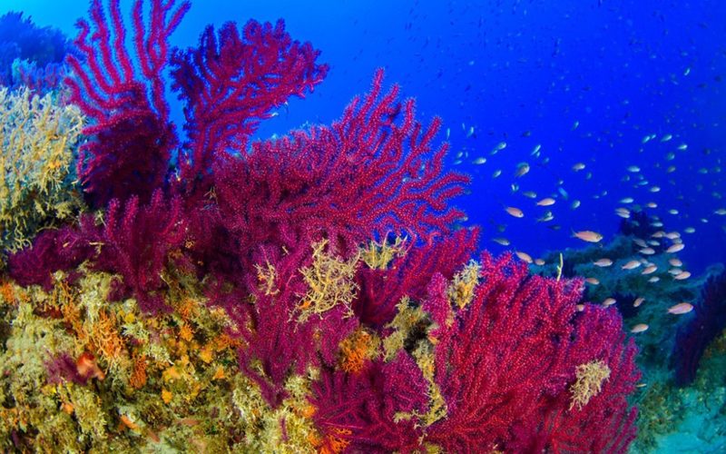 Un paradiso di coralli al largo di Monopoli